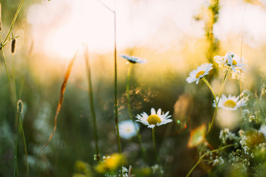 Conquering Hay Fever: Understanding Symptoms, Causes, and Natural Remedies