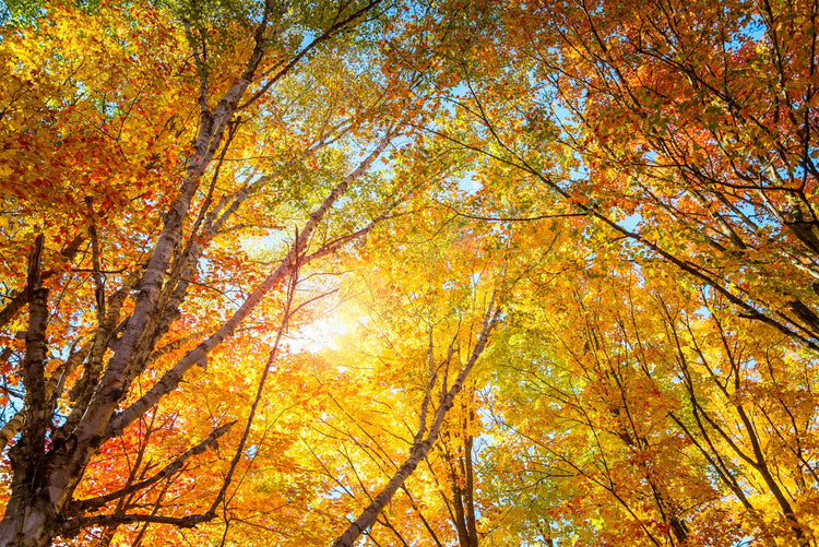 Autumn Collection